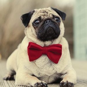 3D Diy Diamond Painting Diamond Embroidery 5D Square Full Diamond Home Decoration Europe Mosaic Kit Needlework Pug Tie Dog